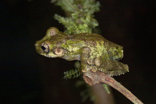 Buckley's Slender-legged Treefrog