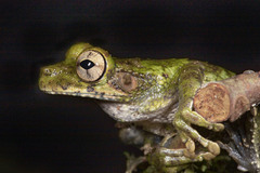 Osteocephalus buckleyi