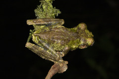 Osteocephalus buckleyi