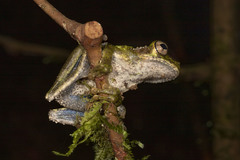 Osteocephalus buckleyi