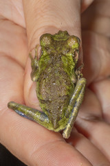 Osteocephalus buckleyi