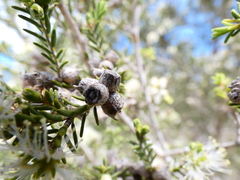 Melaleuca halmaturorum