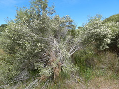 Melaleuca halmaturorum
