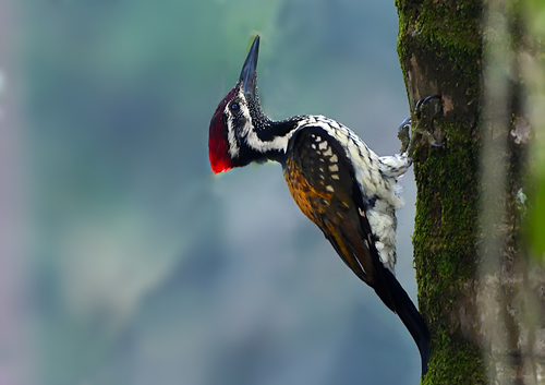 Black-rumped Flameback (Dinopium benghalense), photo 9