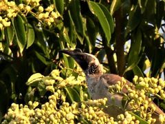 Philemon argenticeps