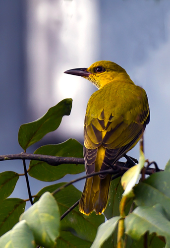 Indian Golden Oriole