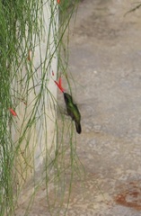 Eulampis holosericeus