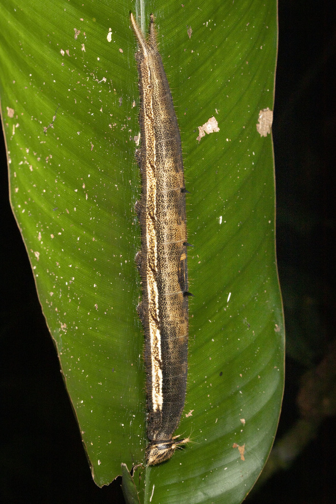 Caligo idomeneus