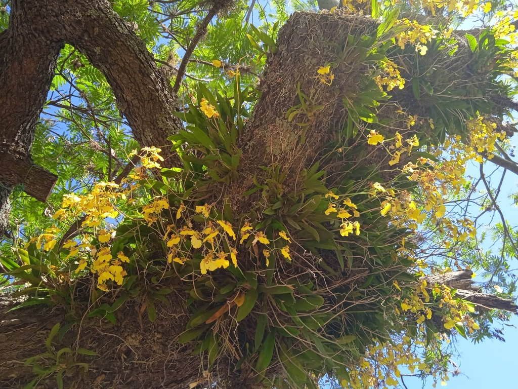 Gomesa bifolia from 60100 Guichón, Departamento de Paysandú, Uruguay on ...