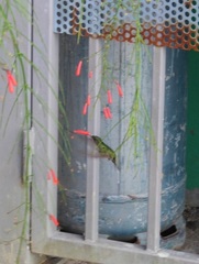 Eulampis holosericeus