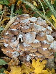 Fungi