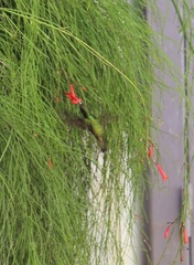 Eulampis holosericeus