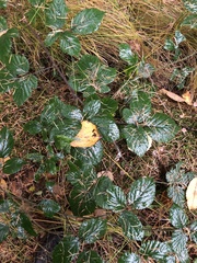 Rubus phoenicolasius