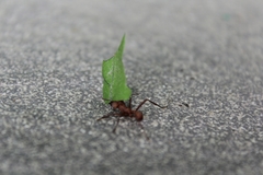 Acromyrmex octospinosus