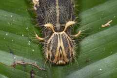 Caligo idomeneus idomenides