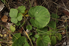 Viola mauritii
