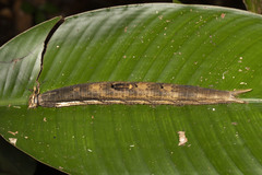 Caligo idomeneus idomenides