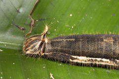 Caligo idomeneus idomenides