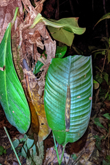 Caligo idomeneus idomenides