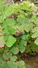 Doleschallia bisaltide