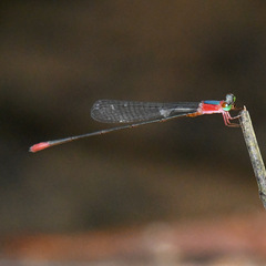 Teinobasis ruficollis