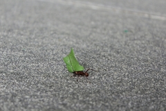 Acromyrmex octospinosus