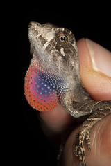 Yellow-Tongued Anole photo 2