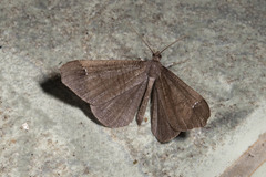 Macrosoma stabilinota