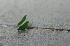 Acromyrmex octospinosus