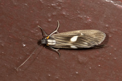 Dioptinae