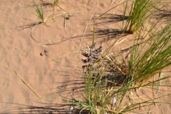 Desmostachya