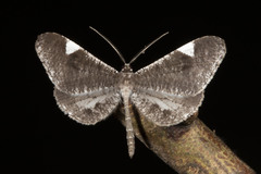 Macrosoma heliconiaria