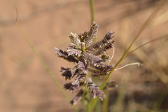 Desmostachya