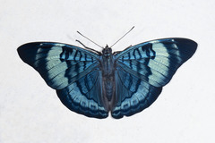 Panacea procilla divalis