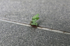 Acromyrmex octospinosus