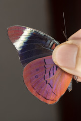 Panacea procilla divalis