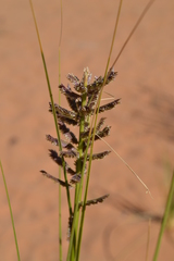 Desmostachya