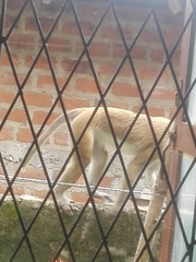 Macaca sinica sinica