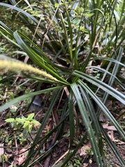 Carex phleoides
