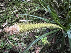 Carex phleoides