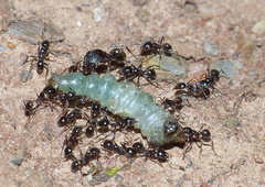 Pheidole foreli