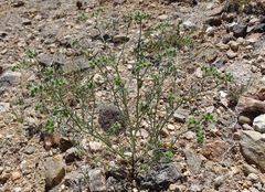 Cryptantha pterocarya