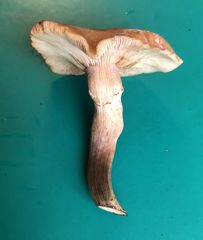Armillaria