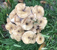 Armillaria