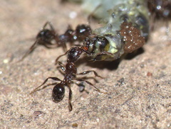 Pheidole foreli