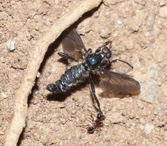 Pheidole foreli