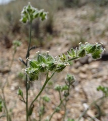 Cryptantha pterocarya
