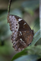 Morpho menelaus occidentalis