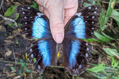 Morpho menelaus occidentalis