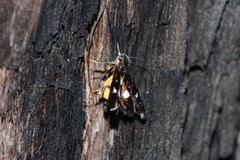 Petalanthes hexastera
